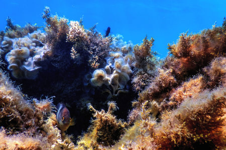 Underwater landscape reef with algae, Blue underwater backgroundの写真素材