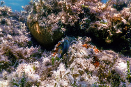 Underwater landscape reef with algae, Blue underwater background