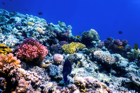 Underwater view of the coral reef, Tropical waters, Marine lifeの写真素材