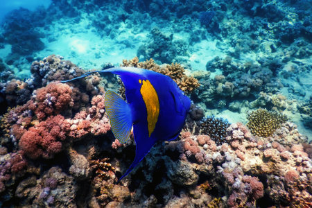 Yellow side damselfish (amblyglyphidodon flavilatus) underwater background, Marine life