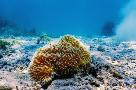 Polyps of the coral, Underwater landscape reef, Blue underwater backgroundの写真素材