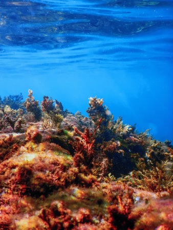 Seaweed Underwater, Seaweed Shallow Water near surfaceの写真素材