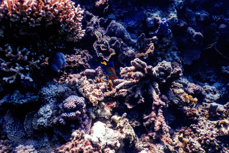 Underwater view of the coral reef, Tropical waters, Marine life