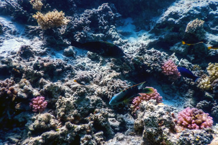 Underwater view of the coral reef, Tropical waters, Marine lifeの写真素材