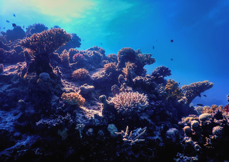 Underwater view of the coral reef, Tropical waters, Marine life