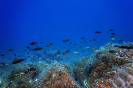 Sea Life Underwater Rocks Sunlight, Underwater Life, wildlifeの写真素材
