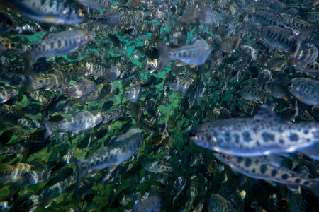 River Trout swim underwater, Trout underwater scene, Trout farm