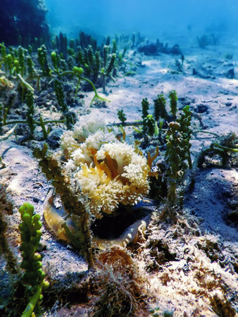 Upside Down Jellyfish (Cassiopea andromeda), Marine lifeの写真素材