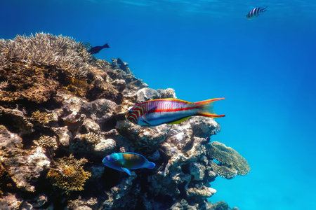 Underwater view of the coral reef, Tropical waters, Marine life