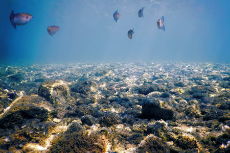 Flathead Gray Mullet Fish Swim Underwater (Mugil cephalus)