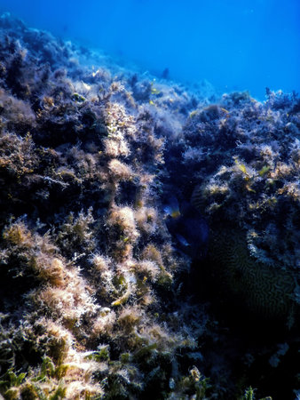 Underwater landscape reef with algae, Blue underwater background