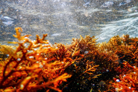 Seaweed Underwater, Seaweed Shallow Water near surface