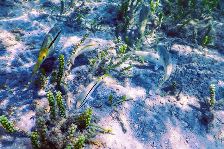 Red Sea goatfish (Parupeneus forsskali) Underwater, Marine lifeの写真素材