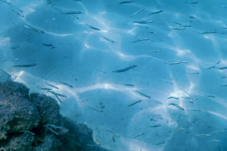 Fish School Underwater, sandy sea bottom underwater backgroundの写真素材