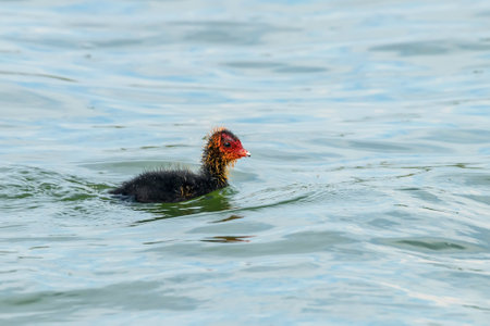 Eurasian Coot Chick (Fulica atra) Swimmingの写真素材