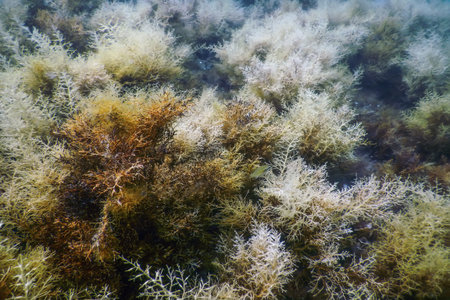Forest of Seaweed, Seaweed Underwater, Underwater Scene