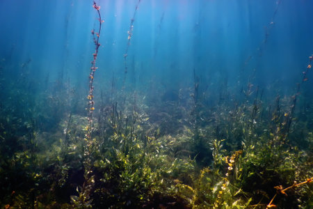 Freshwater Flora, Underwater Freshwater Landscape, Underwater Floraの写真素材