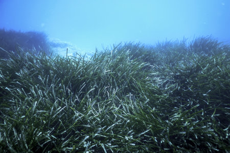 Sea Grass Underwater, Green Sea Grassの写真素材