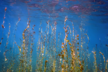 Freshwater Flora, Underwater Freshwater Landscape, Underwater Floraの写真素材