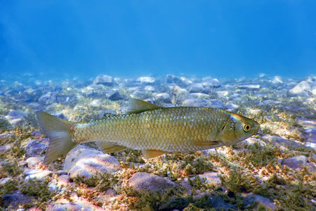 Roach fish in natural habitat, Freshwater fish underwaterの写真素材