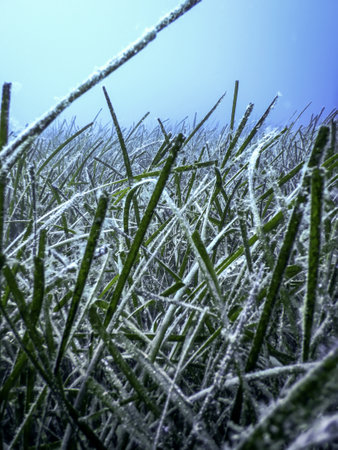 Sea Grass Underwater, Green Sea Grassの写真素材