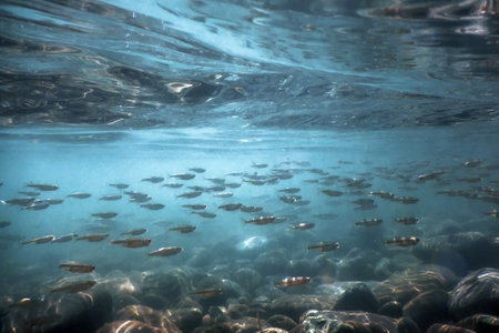 Fishes in natural habitat, Mountain River Underwater, Clear Waterの写真素材