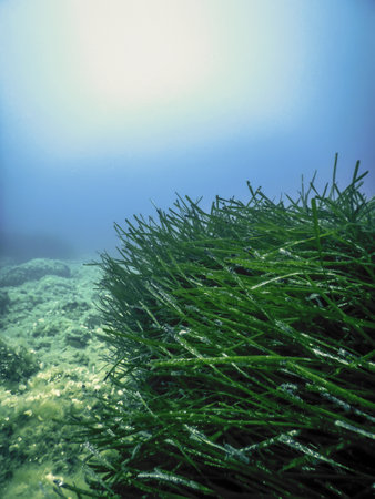 Sea Grass Underwater, Green Sea Grassの写真素材