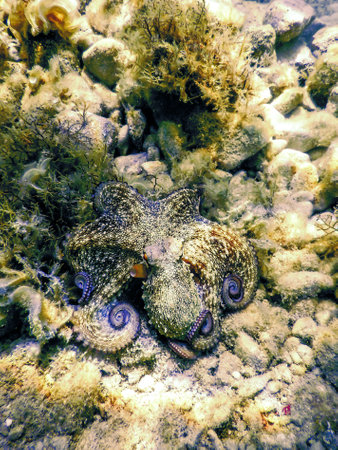 Common Octopus Camouflaged (Octopus vulgaris) Underwaterの写真素材