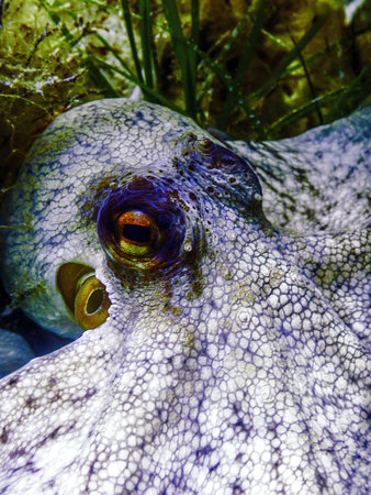 Common Octopus Camouflaged (Octopus vulgaris) Underwaterの写真素材