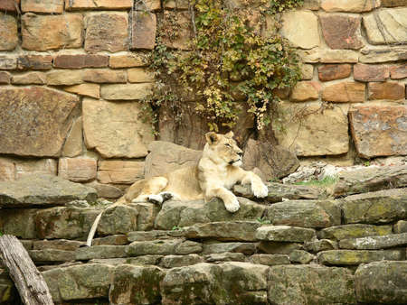 Majestic Lionessの写真素材