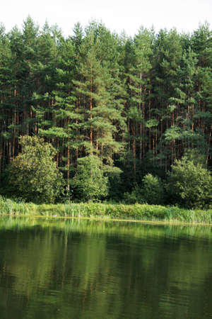 pinewoodの写真素材