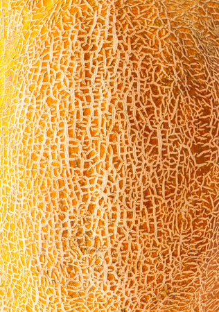food background, texture of rind melon close-upの写真素材