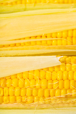 food background of a texture of corn cobs closeup
