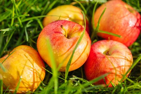 ripe fruit apples on green grass in the gardenの写真素材