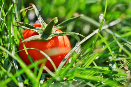 ripe vegetables tomato on green grass close-upの写真素材