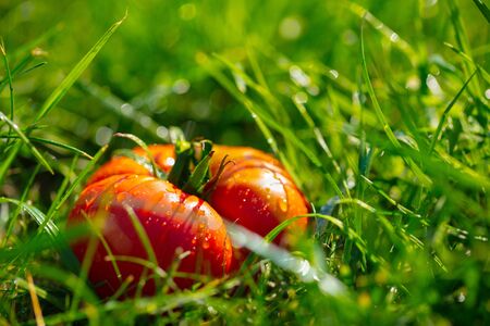 ripe vegetables tomato on green grass close-upの写真素材