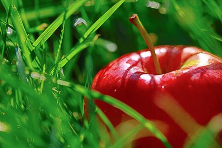 ripe fruit apple on green grass in the gardenの写真素材