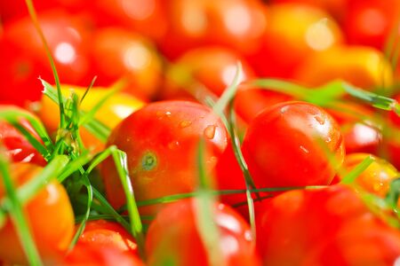 ripe vegetables tomatoes on green grass close-upの写真素材