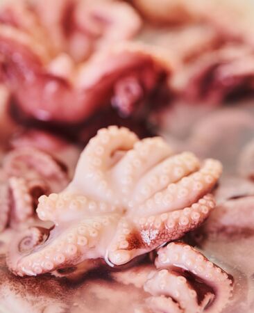 food background from baby octopus texture closeup                               の写真素材