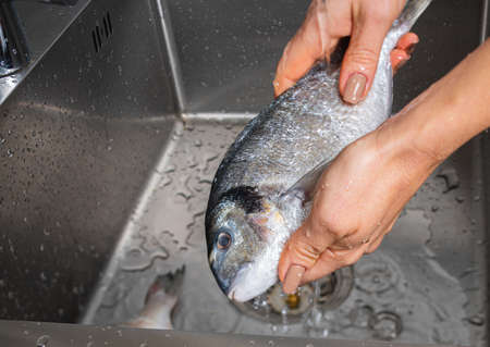 Dorado fish washing under running water, hands close-upの写真素材
