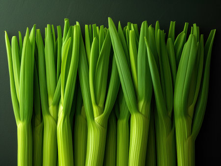 fresh green onions top view, realistic illustrationの素材
