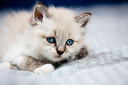 Young kitten clear coat, blue eyes, lying on a sheet, ready to huntの写真素材