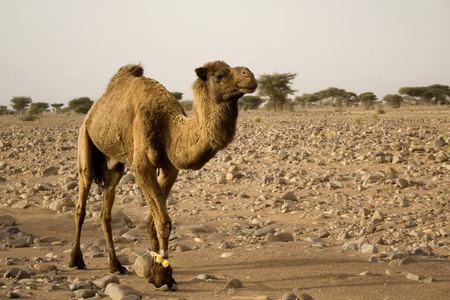 A brown camel in southern Morocco の写真素材