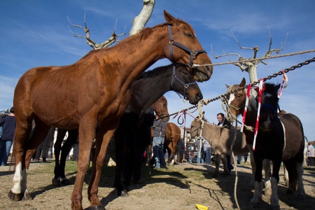 VIC-FEZENSAC, FRANCE, APRIL 2, 2011: Horses for sale are waiting for buyers at the fair in horses, on Saturday, April 2, 2011, in  Vic-Fezensac, France のeditorial素材