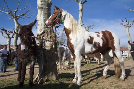 VIC-FEZENSAC, FRANCE, APRIL 2, 2011: Horses for sale are waiting for buyers at the fair in horses, on Saturday, April 2, 2011, in  Vic-Fezensac, France のeditorial素材