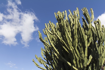Low angle view on a giant cactus - Lanzarote, Canary Islands, Spain の写真素材