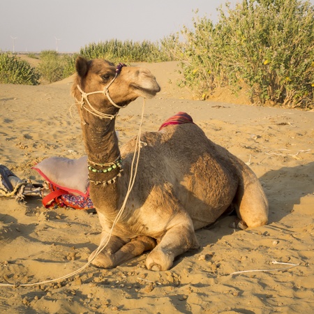 Dromedary sitting on the sand after a work day の写真素材