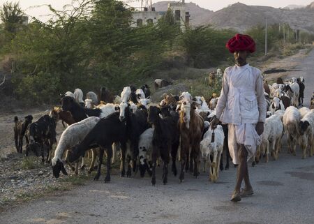 GHANERAO,  INDIA - MARCH 10: a shepherd , wearing a red turban, is leading his animals along the road during the summer transhumance, on March 10, 2013, in Ghanerao, India. のeditorial素材