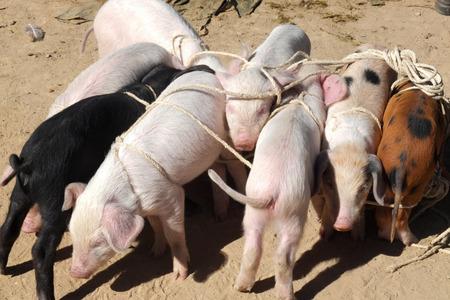 Group of young pigs in a market  They are tied together の写真素材