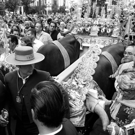 SEVILLE, SPAIN -  OCTOBER 19   religious procession with two oxes pulling a cart during the celebrations of the anniversary of the Triana district, on October 19, 2013, in Seville, Spain   のeditorial素材